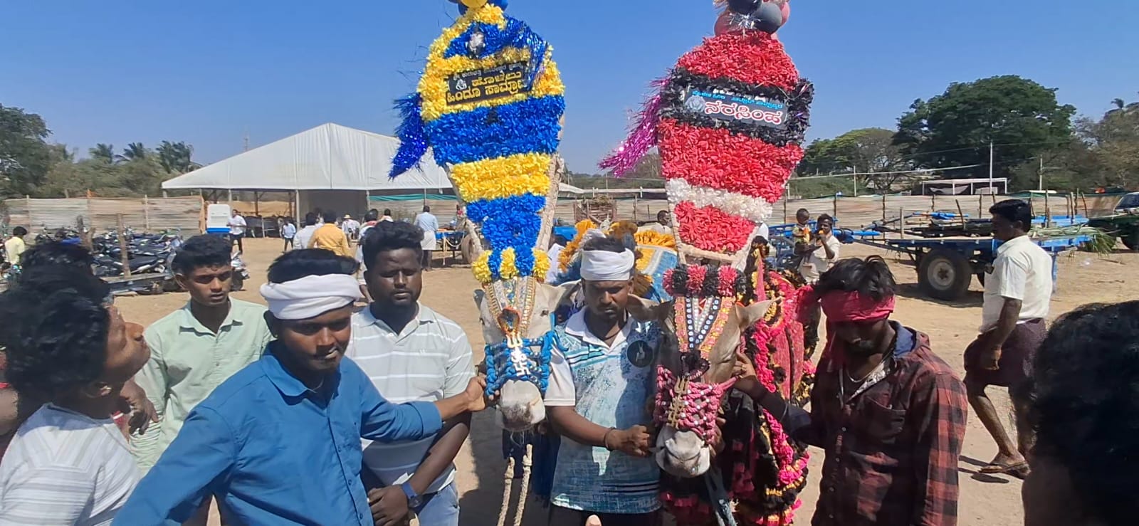 ಹಂಪಿ ಉತ್ಸವ : ದಣಿವರಿಯದ ರೈತಮಿತ್ರ ಎತ್ತುಗಳ ಪ್ರದರ್ಶನಕ್ಕೆ ಉತ್ತಮ ಸ್ಪಂದನೆ. ಹಳ್ಳಿಕಾರ ತಳಿಗೆ ಪ್ರಥಮ ಬಹುಮಾನದ ಗರಿ.